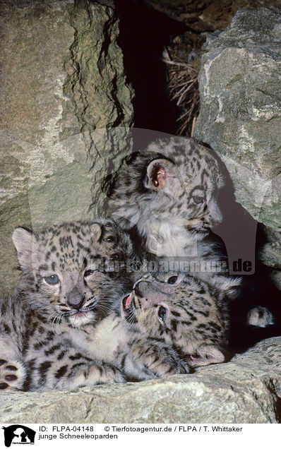 junge Schneeleoparden / youn snow leopards / FLPA-04148
