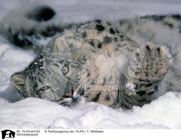 Schneeleopard / snow leopard / FLPA-04153