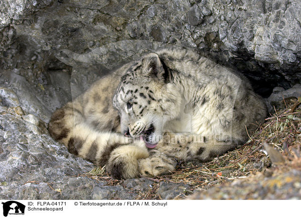 Schneeleopard / snow leopard / FLPA-04171
