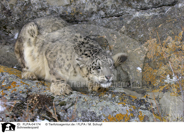 Schneeleopard / snow leopard / FLPA-04174