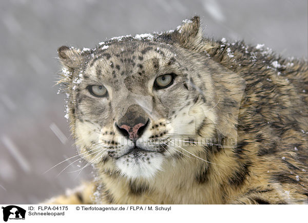 Schneeleopard / snow leopard / FLPA-04175