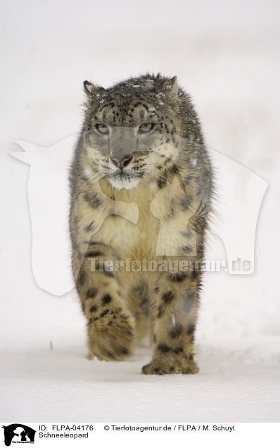 Schneeleopard / snow leopard / FLPA-04176