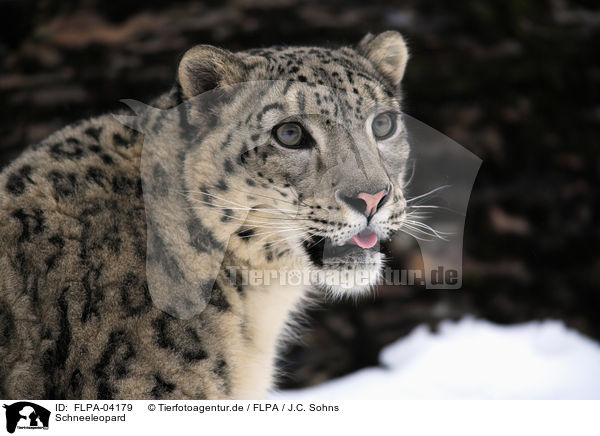 Schneeleopard / snow leopard / FLPA-04179