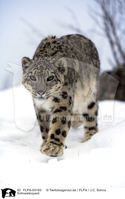 Schneeleopard / FLPA-04183