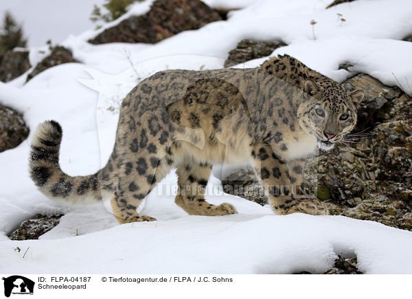 Schneeleopard / snow leopard / FLPA-04187