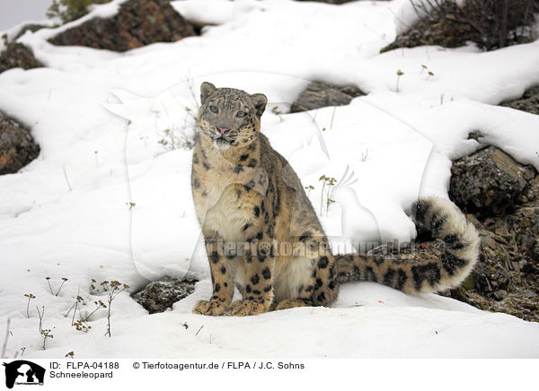 Schneeleopard / snow leopard / FLPA-04188