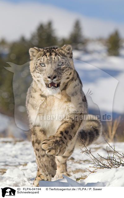 Schneeleopard / snow leopard / FLPA-04194