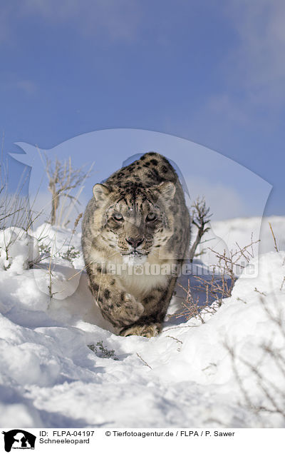 Schneeleopard / snow leopard / FLPA-04197