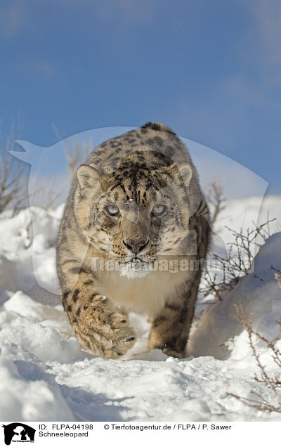 Schneeleopard / snow leopard / FLPA-04198