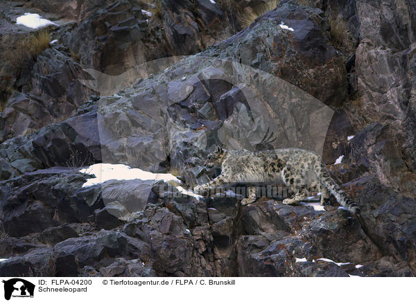 Schneeleopard / snow leopard / FLPA-04200