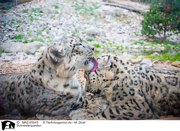 Schneeleoparden / snow leopards / MAZ-05645