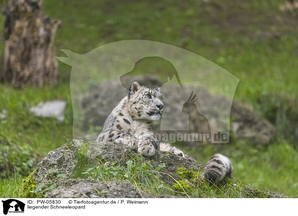 liegender Schneeleopard / PW-05830