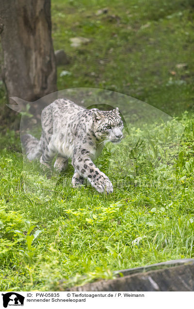 rennender Schneeleopard / running Snow Leopard / PW-05835