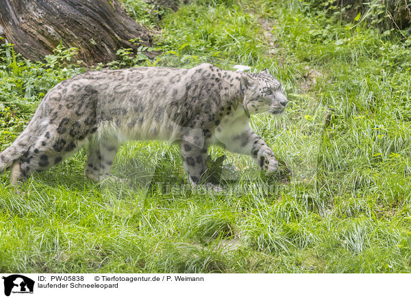 laufender Schneeleopard / walking Snow Leopard / PW-05838