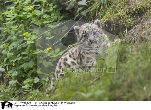 liegendes Schneeleoparden Jungtier / lying Snow Leopard Cup / PW-05839