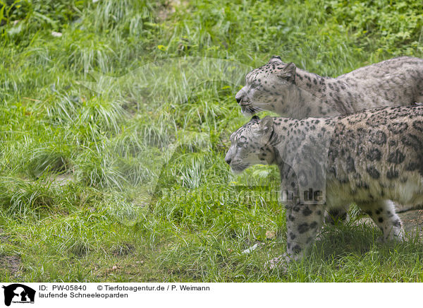 laufende Schneeleoparden / walking Snow Leopards / PW-05840