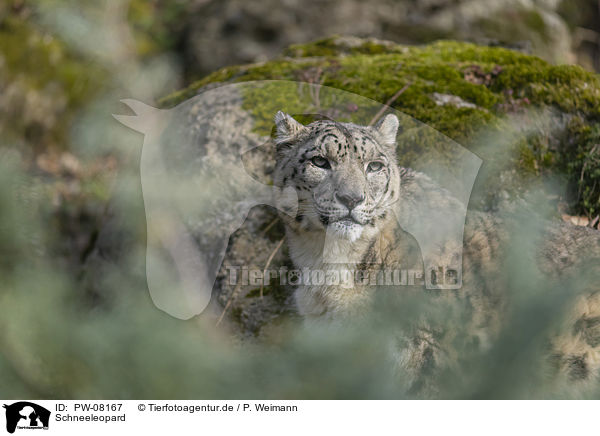 Schneeleopard / PW-08167