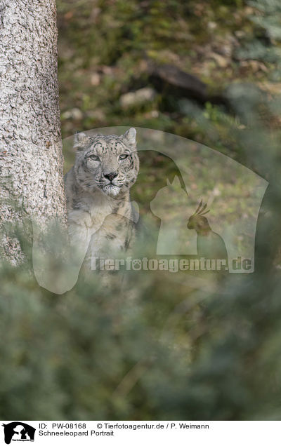 Schneeleopard Portrait / PW-08168