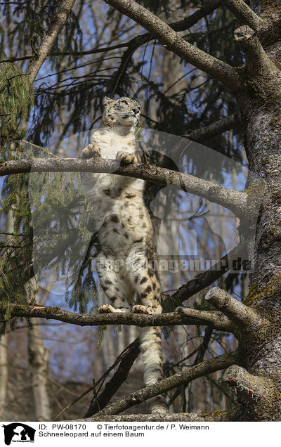 Schneeleopard auf einem Baum / Snow Leopard on a tree / PW-08170