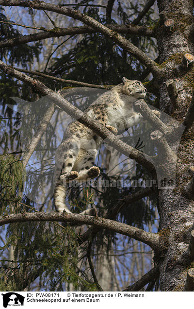 Schneeleopard auf einem Baum / PW-08171