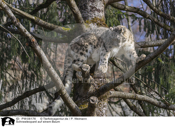 Schneeleopard auf einem Baum / PW-08176