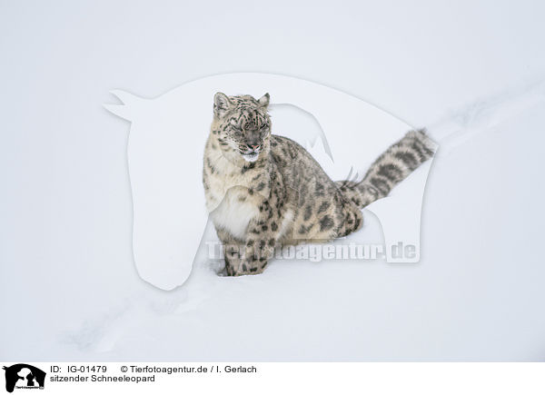 sitzender Schneeleopard / sitting Snow Leopard / IG-01479