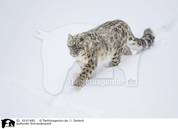 laufender Schneeleopard / walking Snow Leopard / IG-01480
