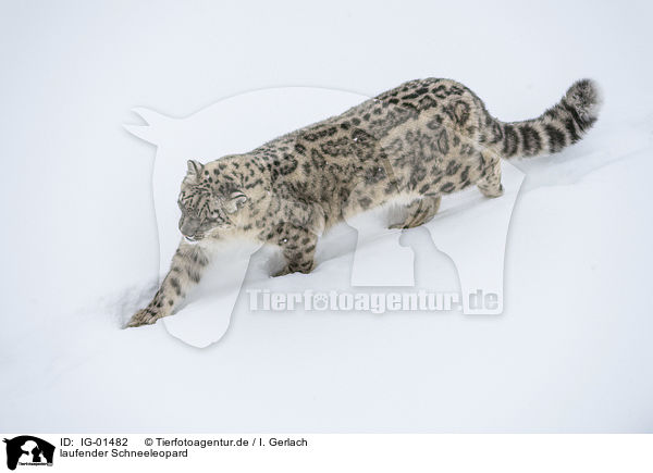 laufender Schneeleopard / walking Snow Leopard / IG-01482