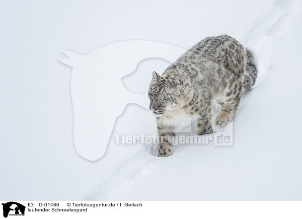 laufender Schneeleopard / walking Snow Leopard / IG-01486