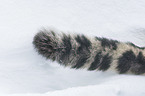 Schneeleopard Schwanz