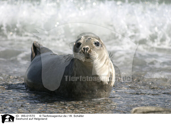 Seehund auf Helgoland / seal / WS-01570