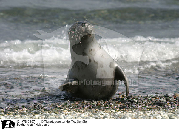 Seehund auf Helgoland / seal / WS-01571