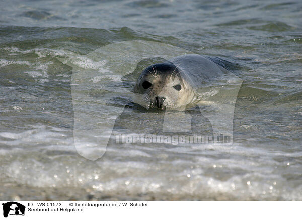 Seehund auf Helgoland / seal / WS-01573