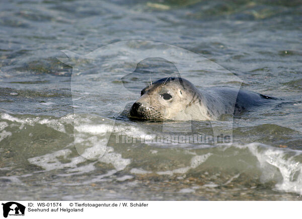 Seehund auf Helgoland / seal / WS-01574