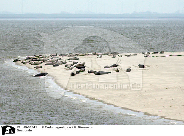Seehunde / common harbors / HB-01341