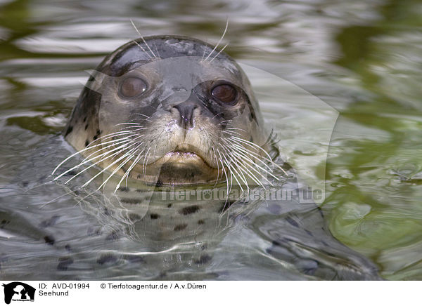 Seehund / AVD-01994