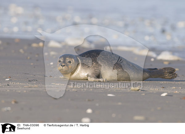 Seehund / THA-03096