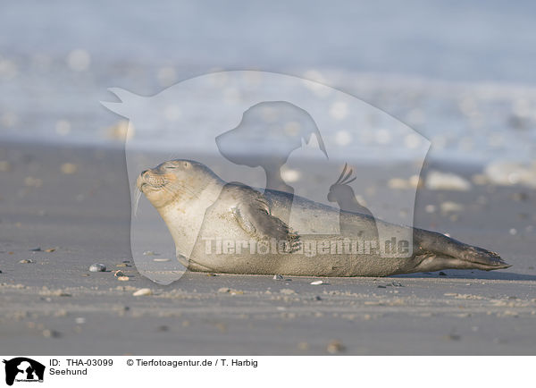 Seehund / THA-03099