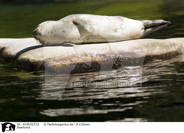 Seehund / common harbor seal / AVD-02733