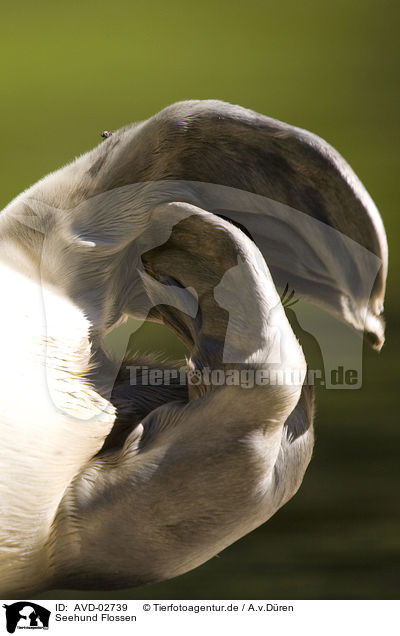 Seehund Flossen / AVD-02739
