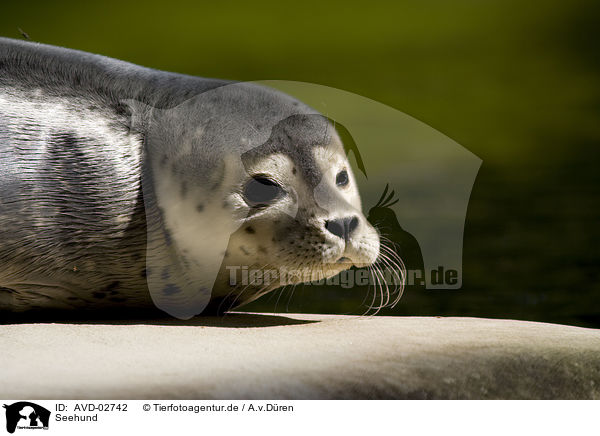 Seehund / AVD-02742