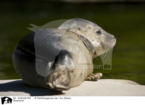 Seehund / common harbor seal / AVD-02744
