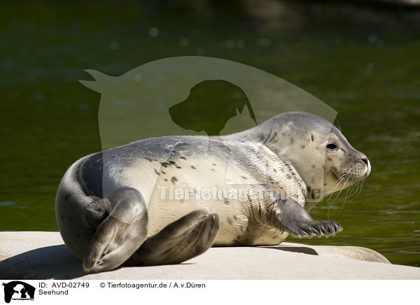 Seehund / common harbor seal / AVD-02749