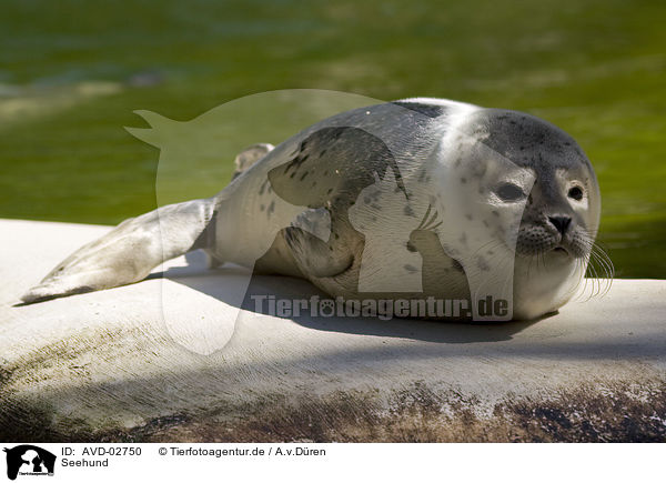 Seehund / common harbor seal / AVD-02750