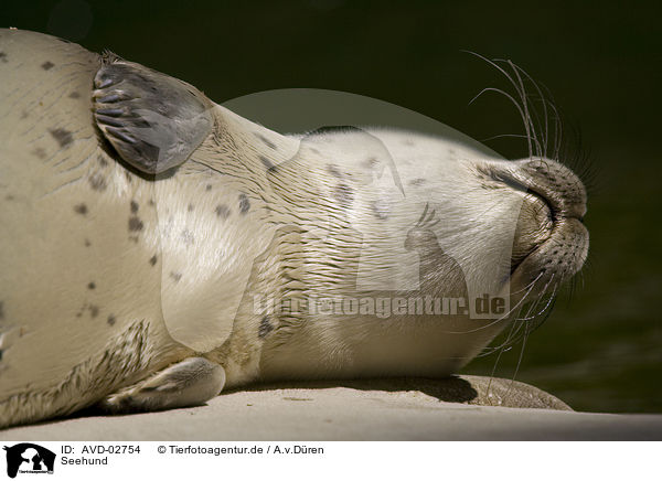 Seehund / common harbor seal / AVD-02754