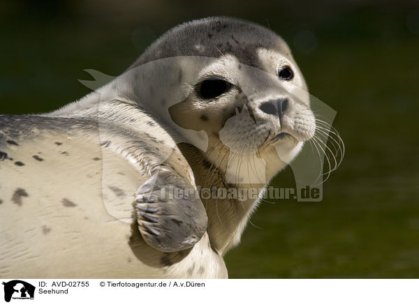 Seehund / AVD-02755