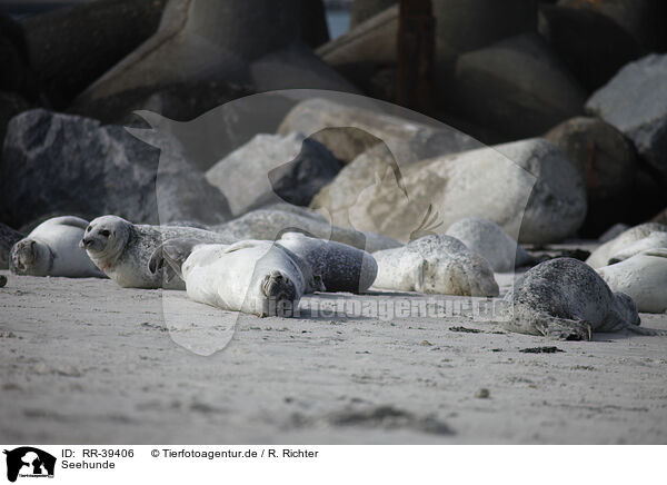 Seehunde / RR-39406