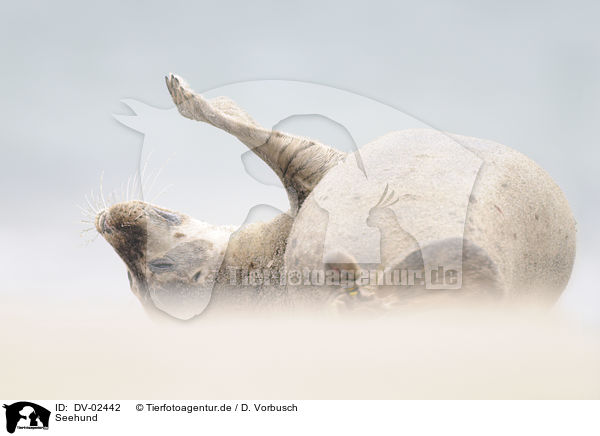 Seehund / DV-02442