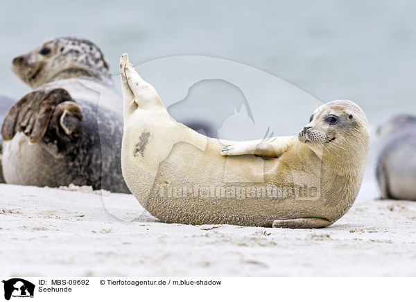 Seehunde / common harbor seals / MBS-09692