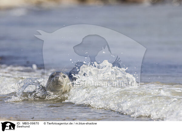 Seehund / MBS-09870